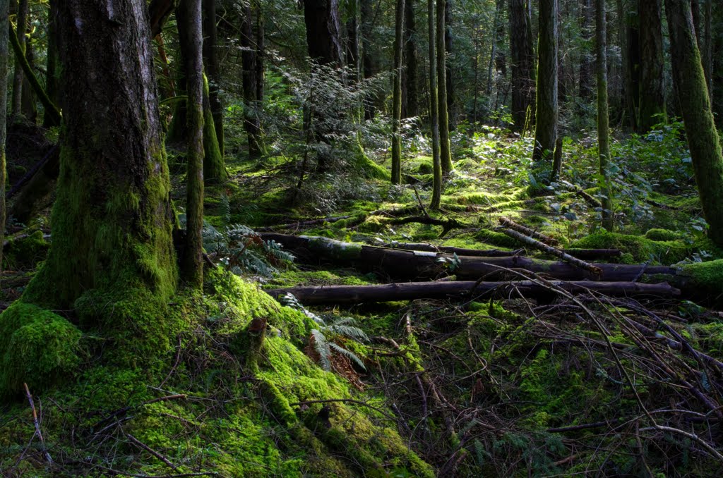 Along The Cascade Trail by Rollie Haselden