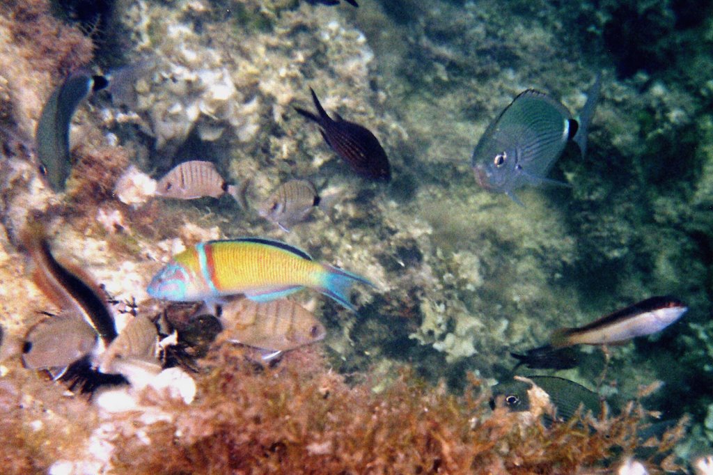 Malta - variety of fish by Adrian Allain