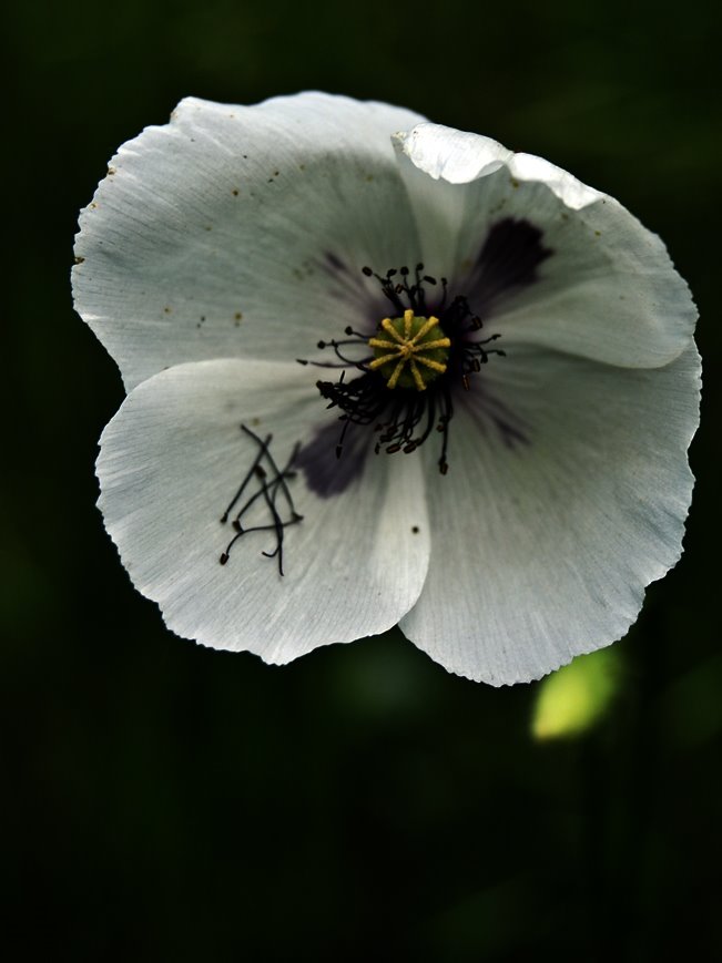 Wild flower by SimonTamás