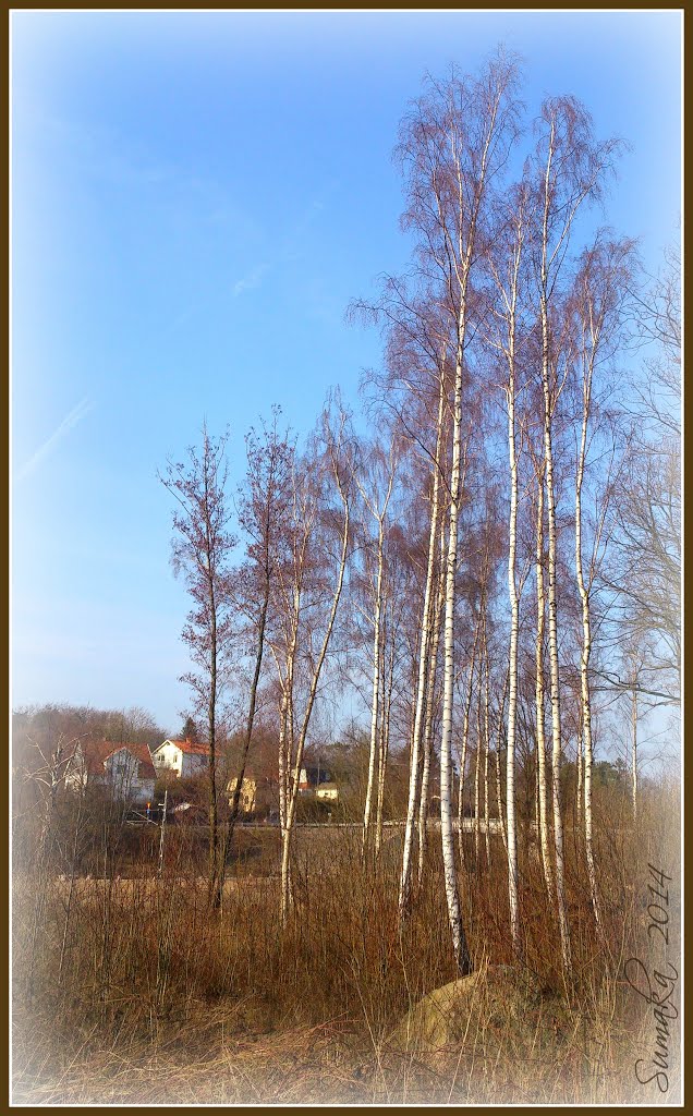 Slender birch trees by Spacebug