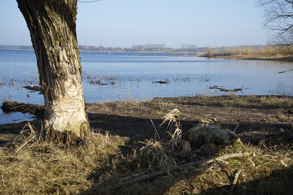 Kummerower See und der Biber by dieter68