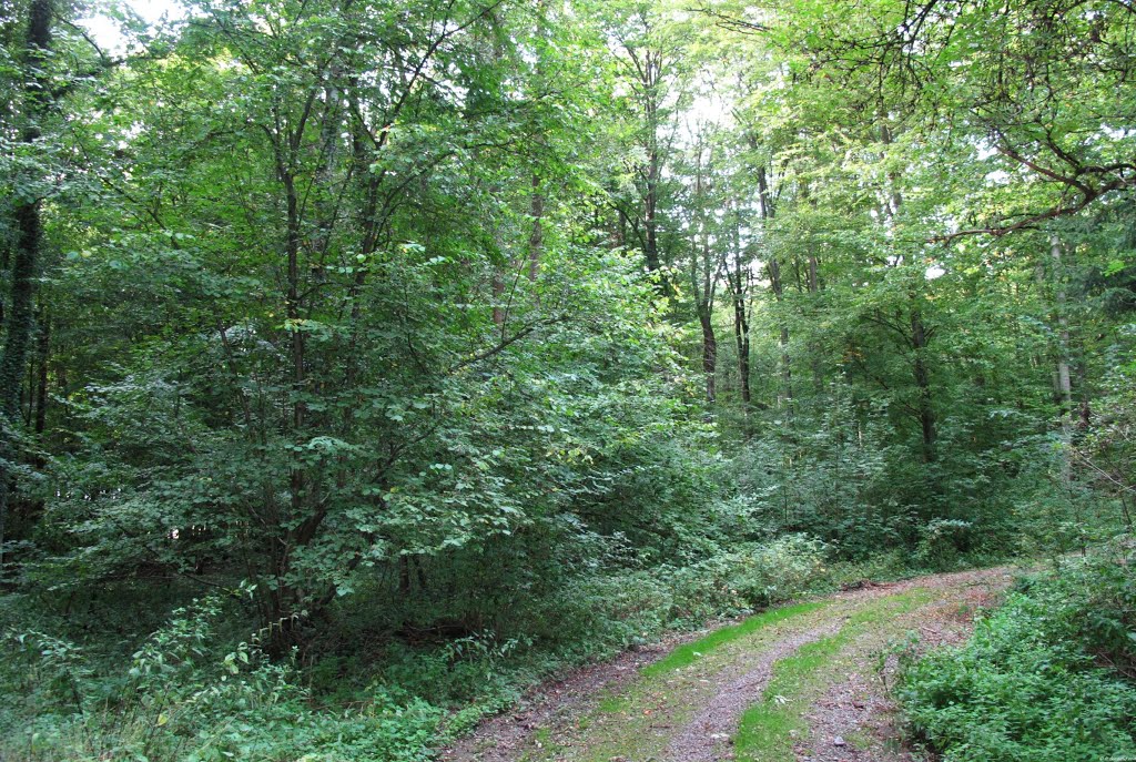 Ein Weg Richtung Bütthard by lebola