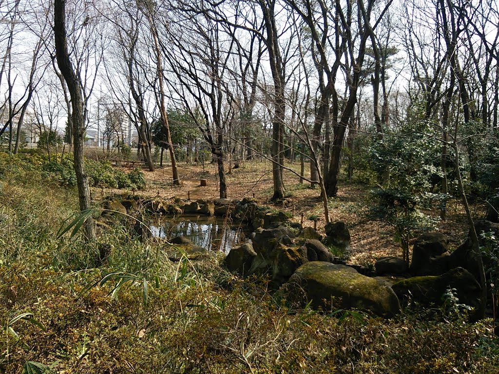 森の奥の池　東村山中央公園 by Stokesia