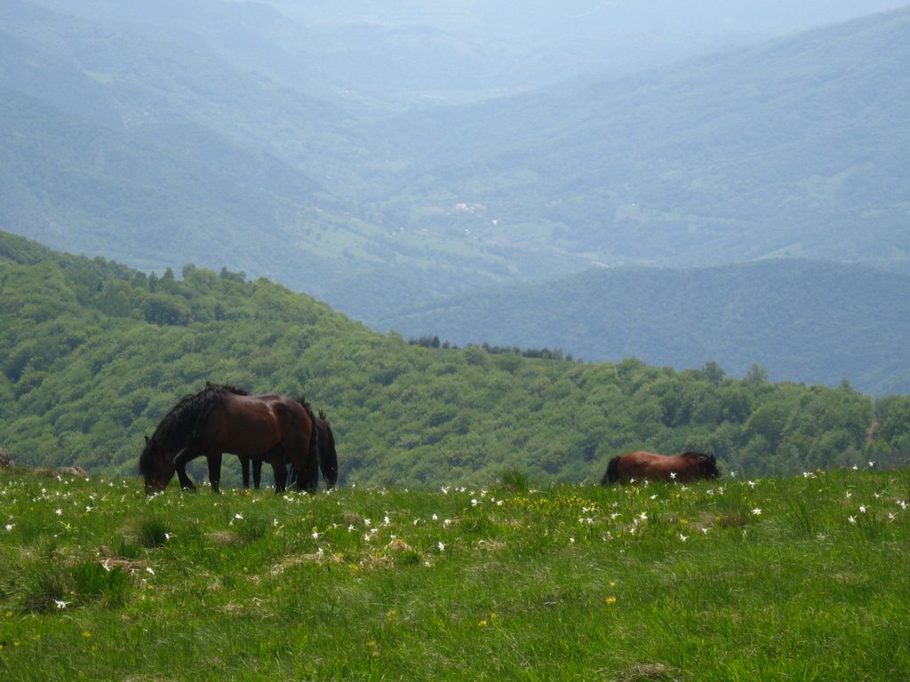 Horses at Stolovi - Коњи на Столовима by Vladimir Perović