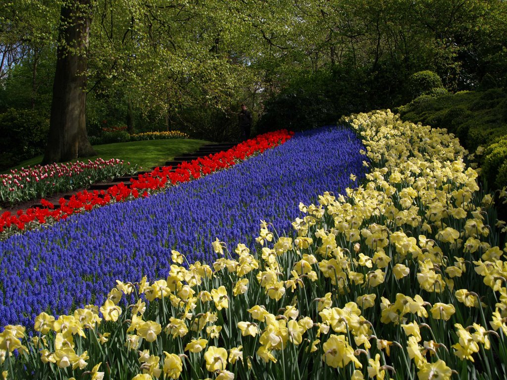 Keukenhof by Rosanna68