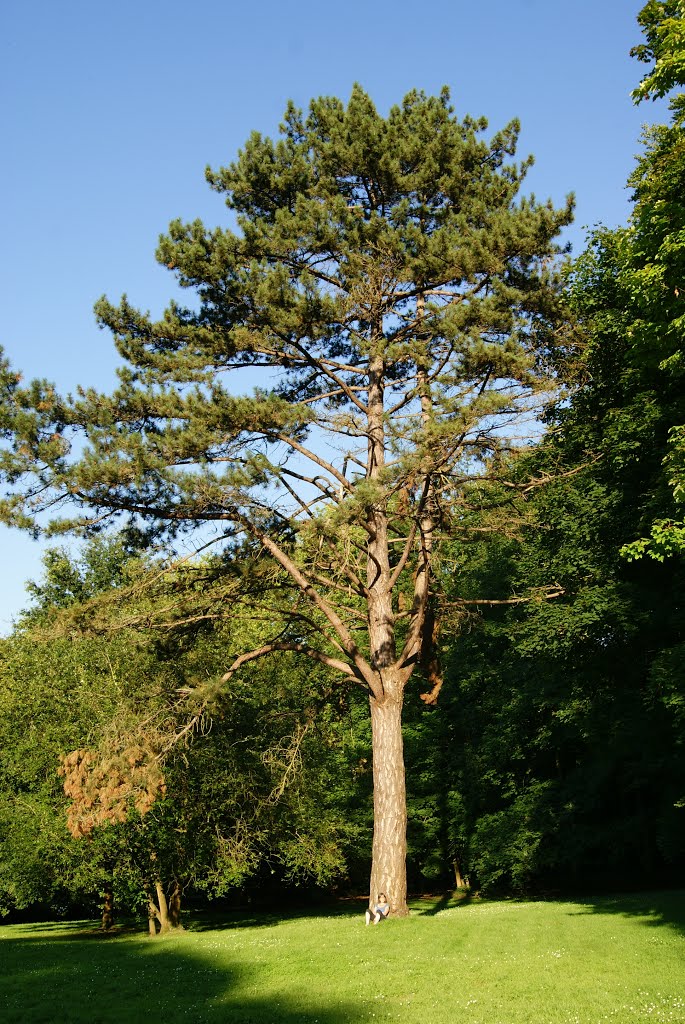 Parc de Touteville, Asnières-sur-Oise by Tourisme Asnières-sur-Oise