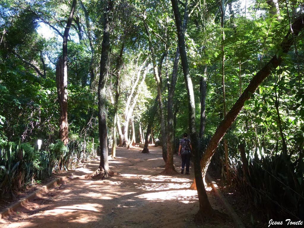 Caminho no bosque by Jesus Tonete