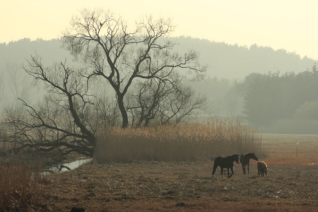 Trio by M. Rentmeister