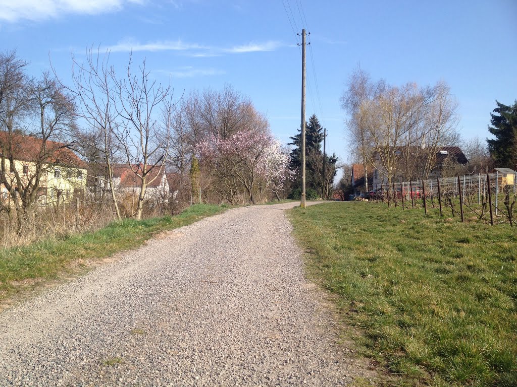 Beginnende Mandelblüte am Kiesweg, Blick nach Südosten by NRKoenig