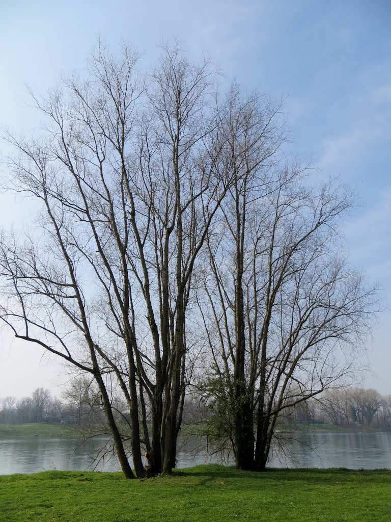 Pavia , a passeggio lungo il Fiume Ticino by Piero Crosia