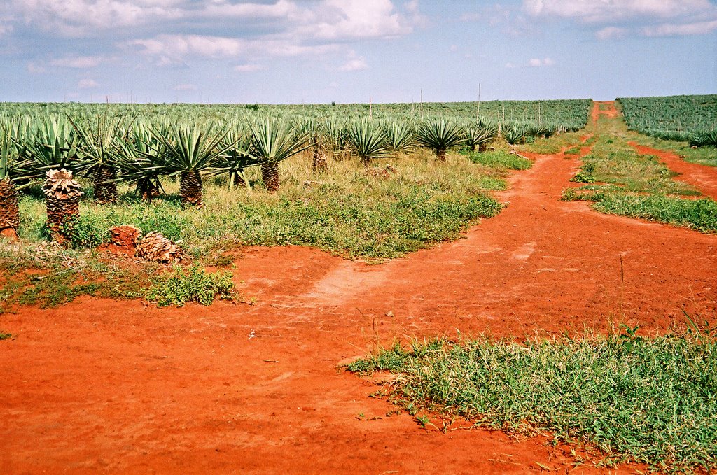 Droga do Plantacji by rafkoo