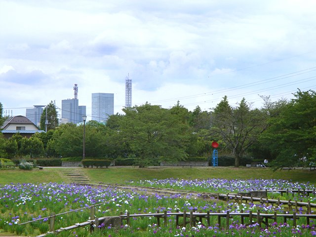 Omiya 2nd park (菖蒲の花) by posh208