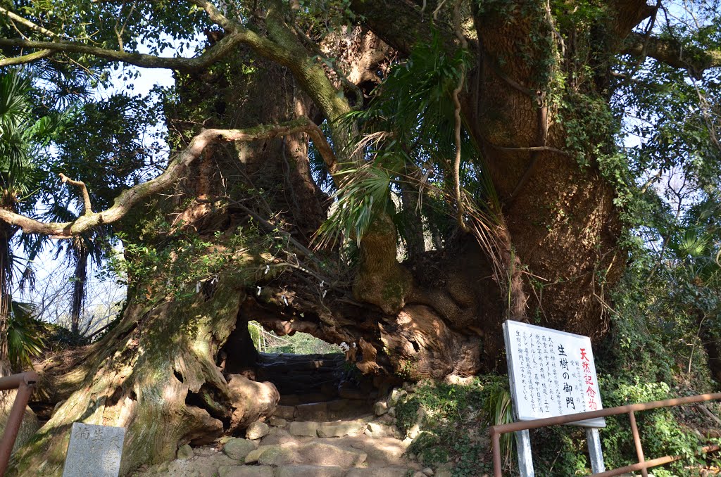 愛媛県今治市大三島町　大山祇神社（おおやまづみじんじゃ）奥の院 生樹の御門 by touman