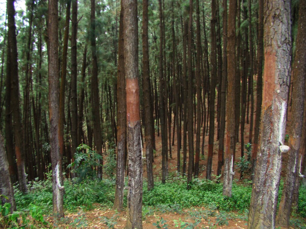 "Pine Trees" by Geshan Weerasinghe