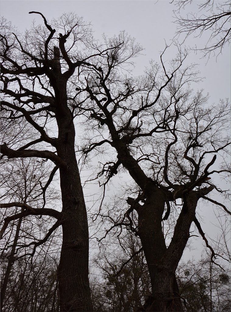 Schlosspark Laxenburg by Steidl Normann