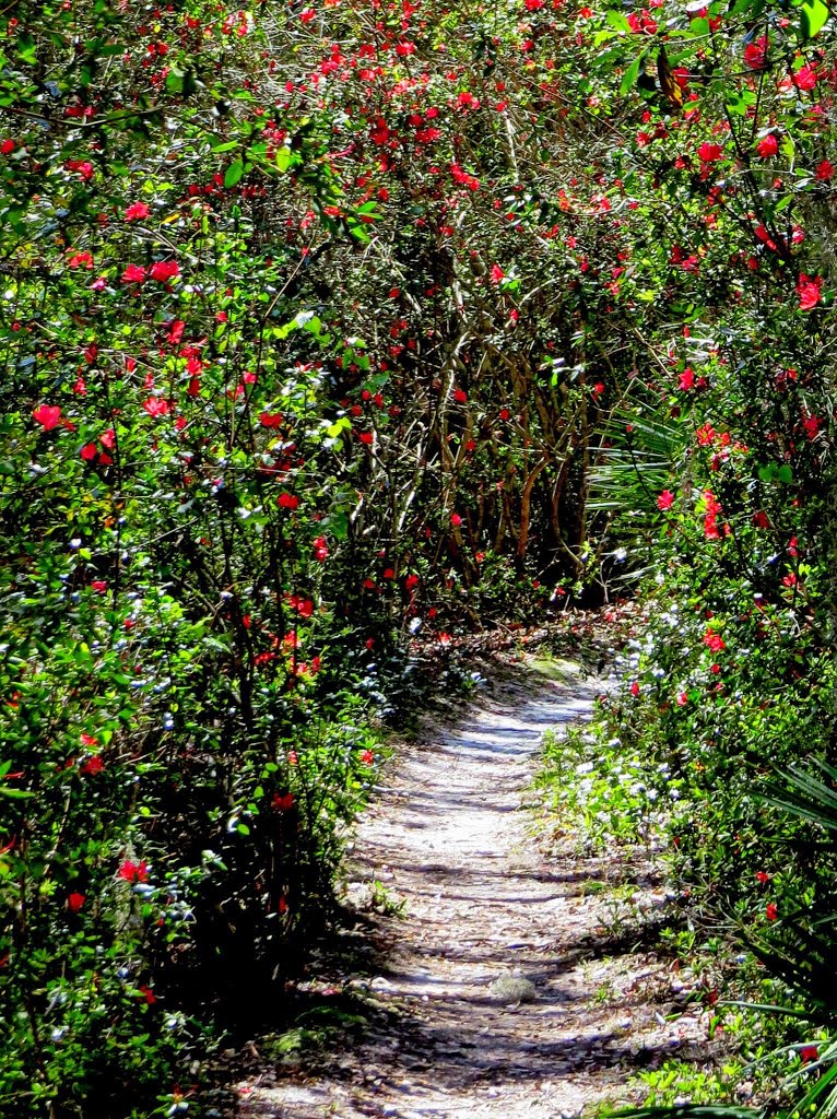 Azalea trail by Judith K.