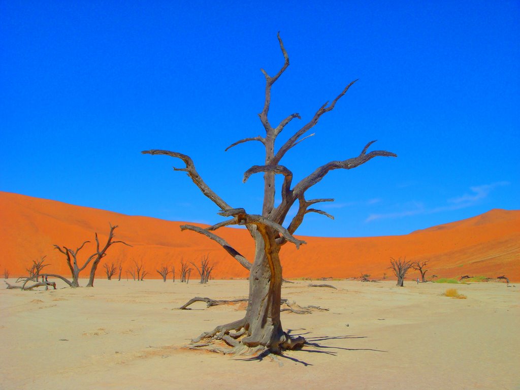 Dead valley tree by Paolo by serendypita