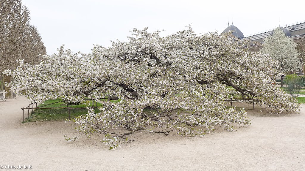 Jardin des Plantes - Le cerisier "Shirotae", le 17 mars 2014 by Chris de la B