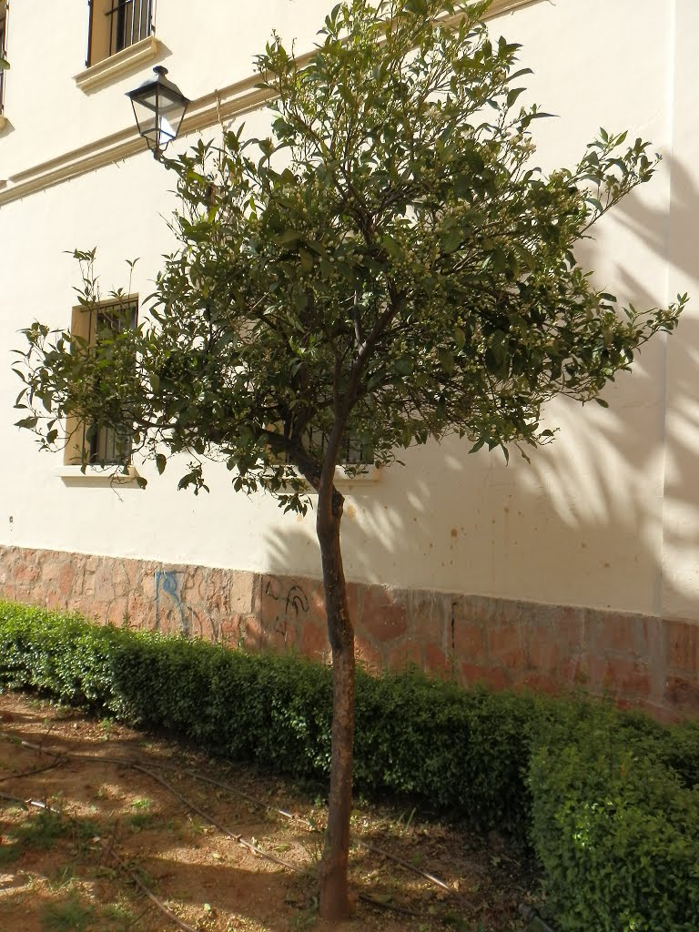 Rutaceae, Citrus sinensis, Málaga, Plaza de Pío XII, 2014-03-09. 1 by Luis Sarasola Luna