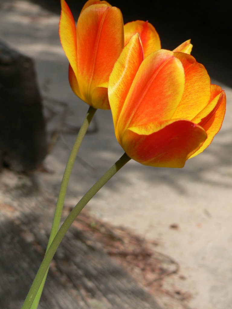 Tulips by spollacek