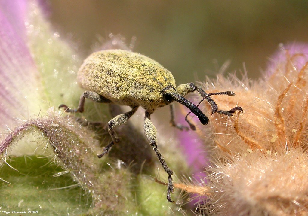 Weevil (Larinus sp.), Samarian Highlands by Ilya Borovok