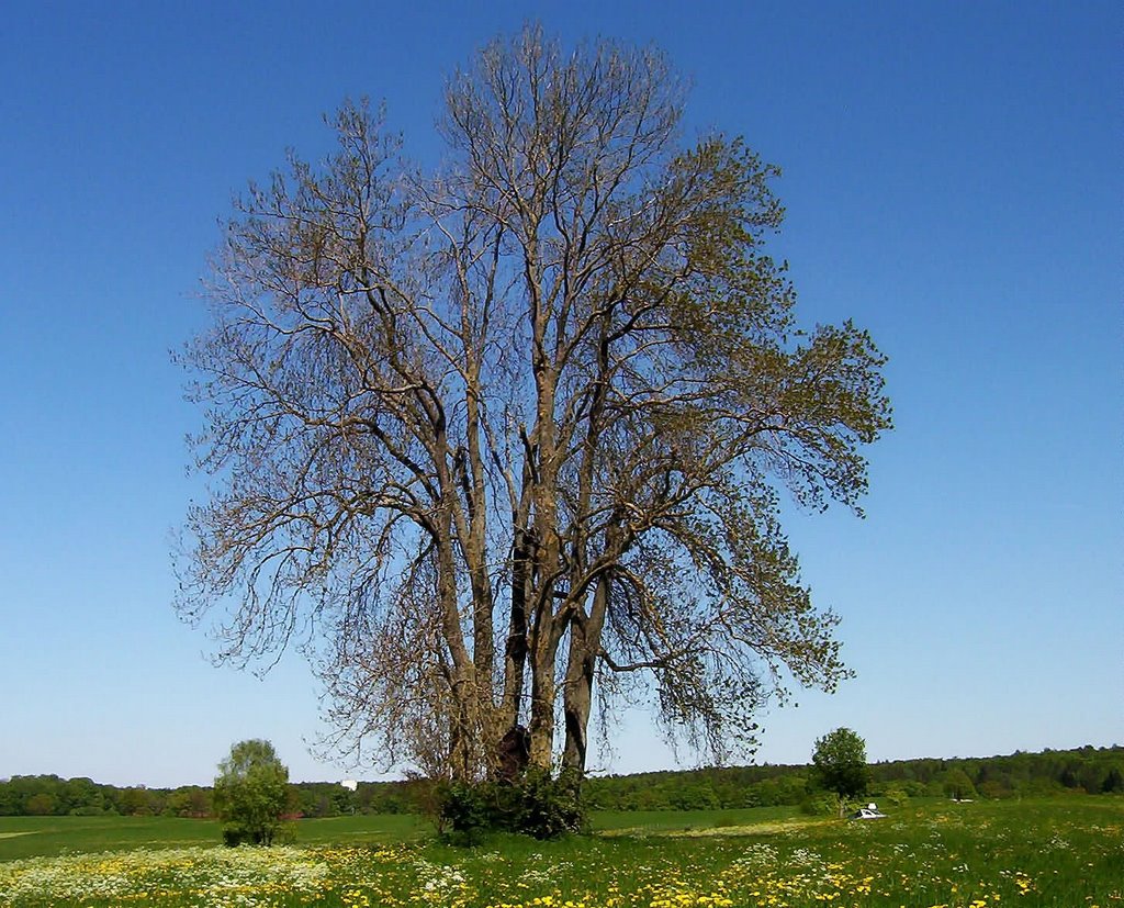 4 Eschen bei Landsberied, Naturdenkmal FFB Nr. 8 by H.Becker