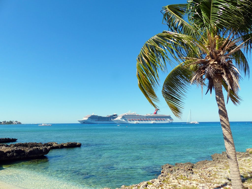 Les Antilles, îles Caïmans, George Town, cocotier avec les bateaux de croisière ancrés au large by Roger-11