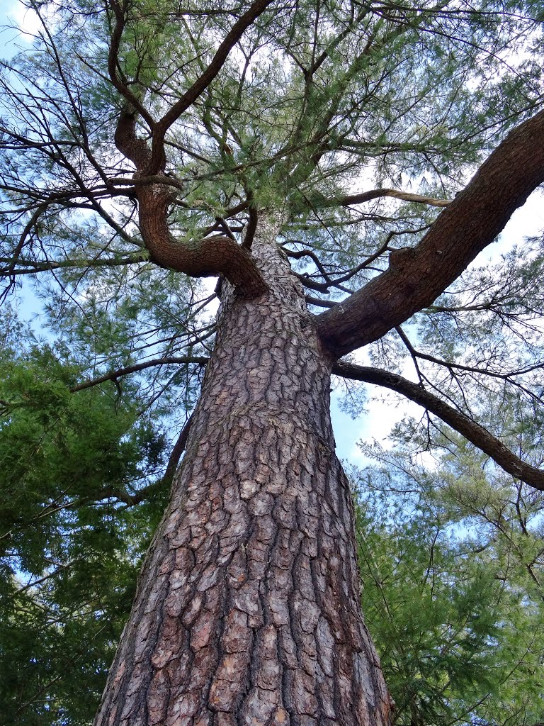 Elijah Kellogg Tree, Bowdoin College, Maine by Taoab