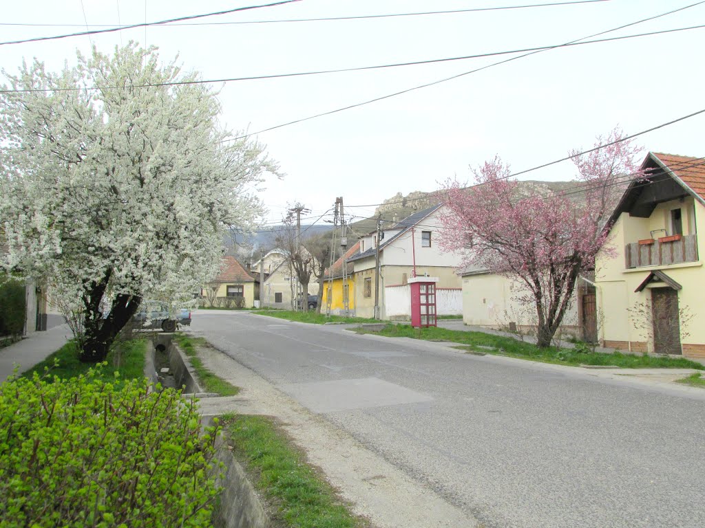 201403181540 Budaörsi utcakép, virágzó fákkal (Kisfaludy utca) by Harmadik