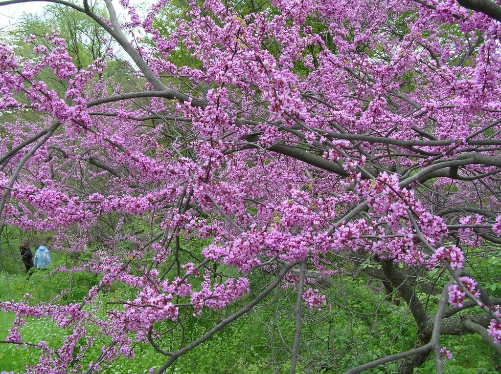 A labyrinth of blooming branches at the Arboretum at RBG by Boris Gjenero