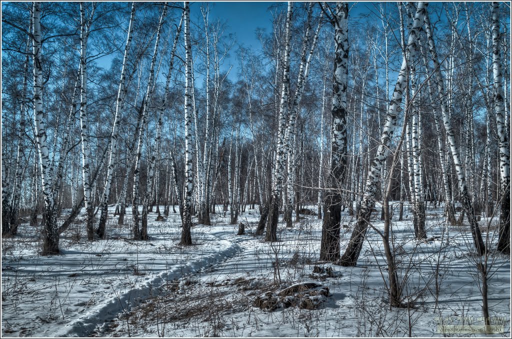 Урочище «Троицкий лес». Казань. Татарстан. Россия. Март 2014 г. by Alex Van Shumm