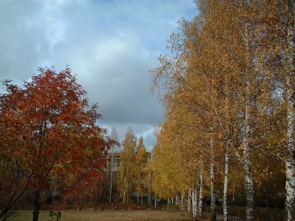 Autumn foliage in University campus by Valery G.