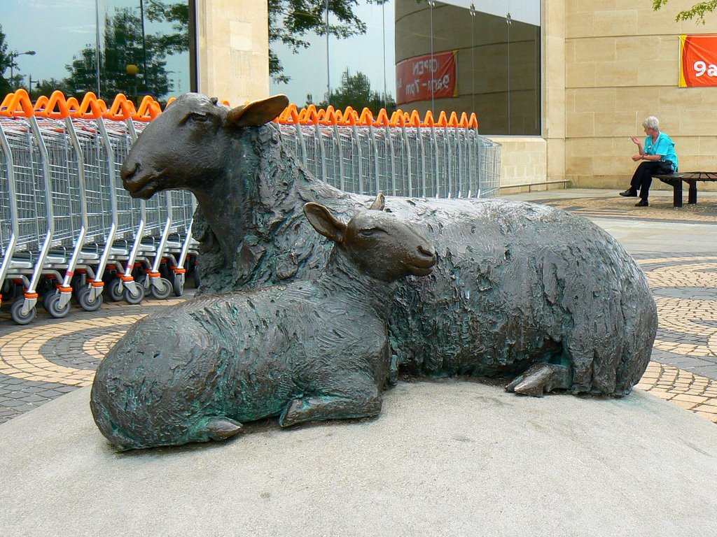 Sheep, Sainsbury’s, Calne (south-south-east, 157.5°) by Brian B16