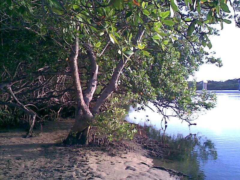 Mangue da Sabiaguaba by Henrique Góes