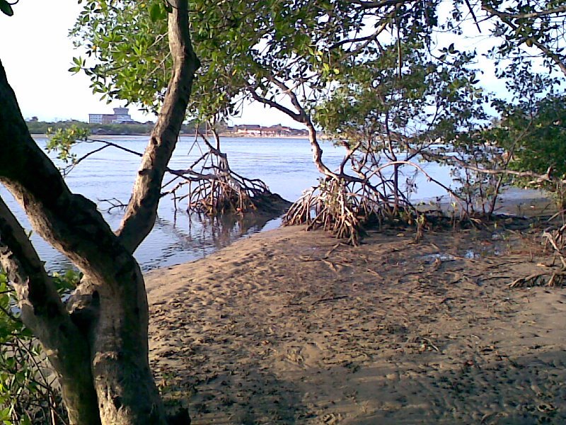 Mangue do Rio Cocó(Sabiaguaba) by Henrique Góes