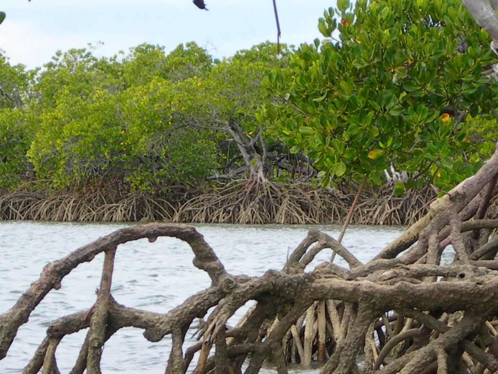 La mangrove by salamafric