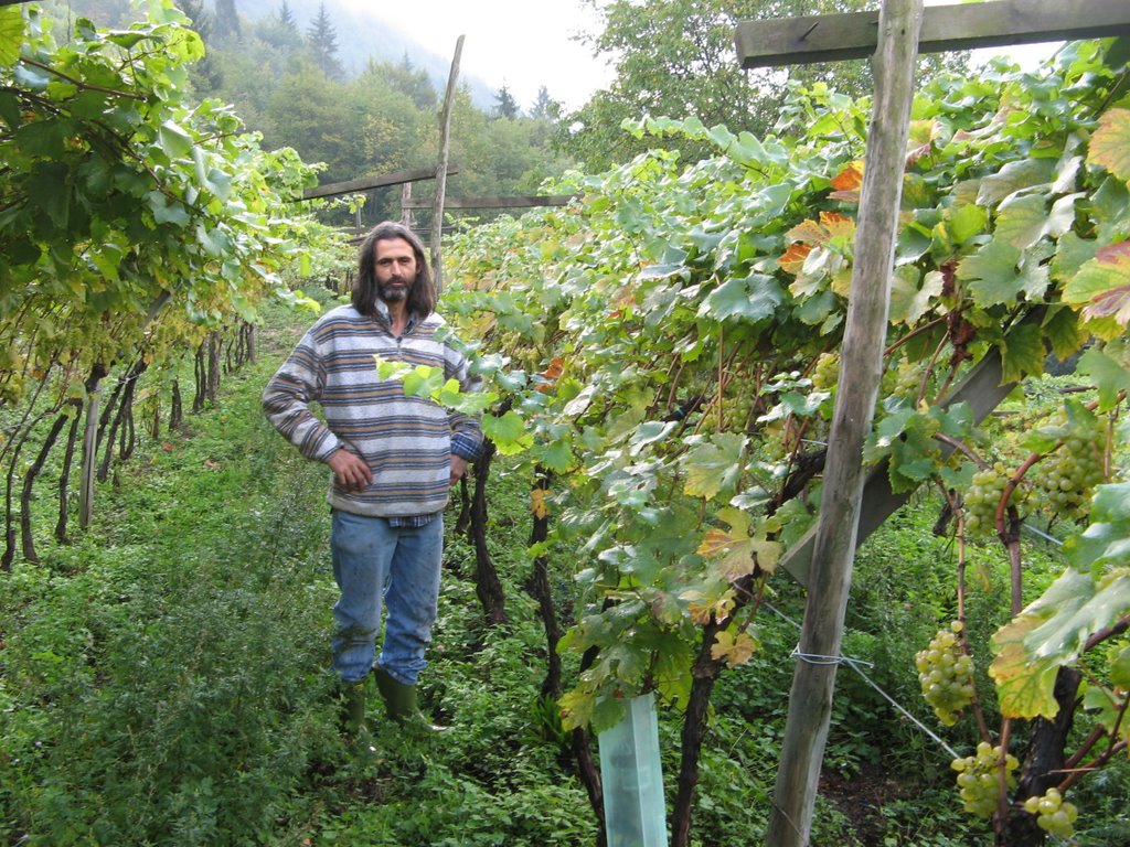 Vignaiolo Eugenio Rosi in Vallarsa by andrea zanella