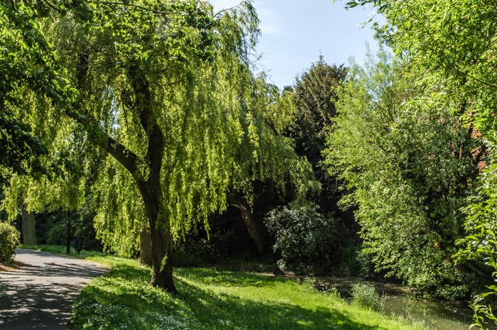 A willow tree provides shade along the walk by hilofoz