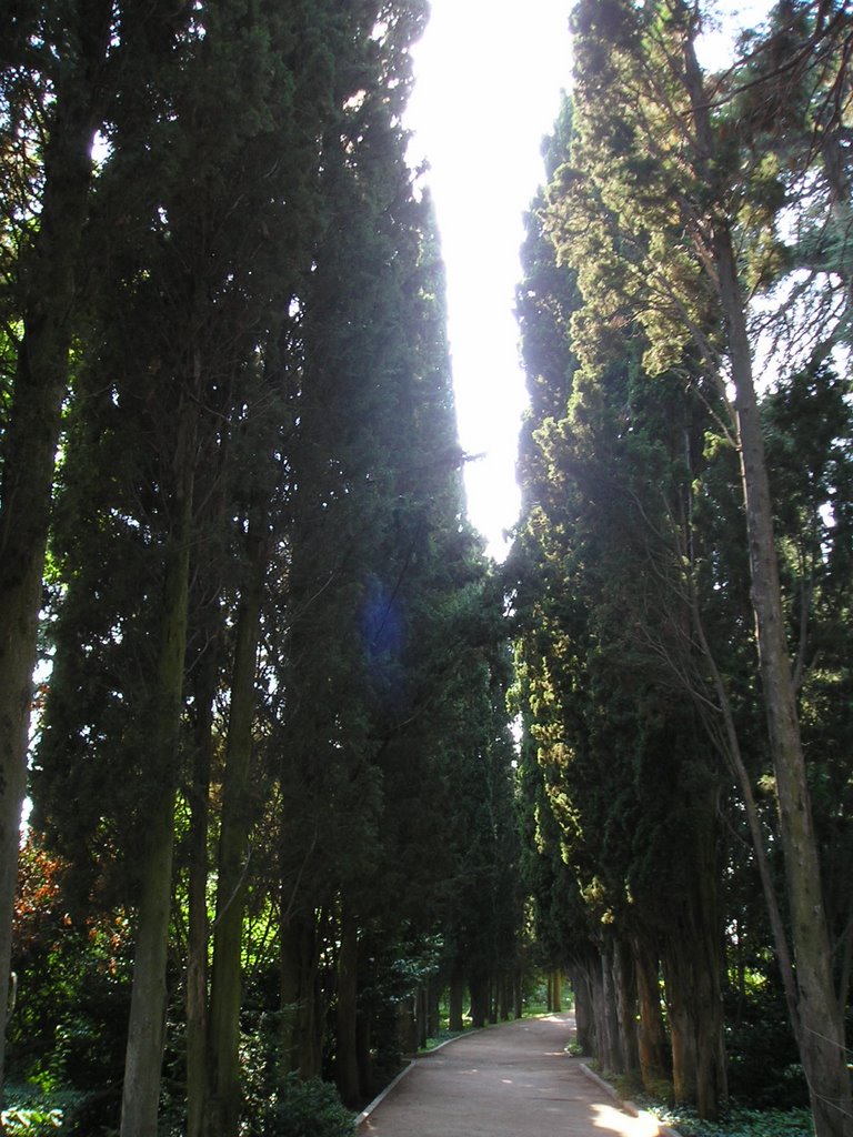 The Nikitskiy Botanic Garden,Crimea Ukraine by Elena Kamenetska