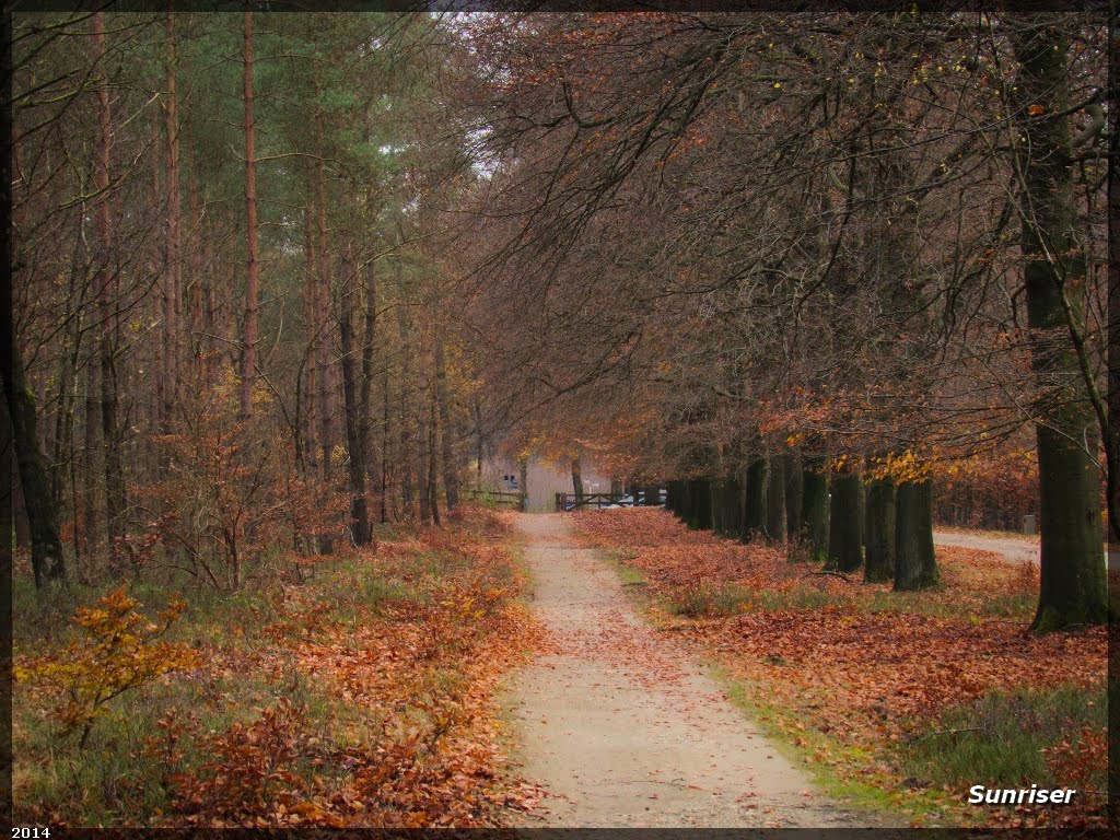 Autumn in Planken Wambuis - Netherlands Pt. 11 • Sunriser by Sunriser ©