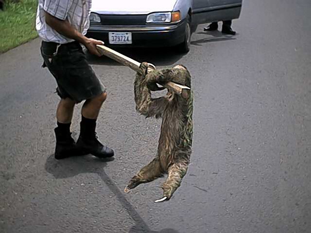 Amigo en carretera hotel pizote by nolkin