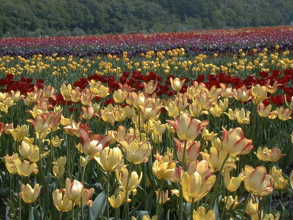 Kamiyubetsu Tulip Park,Kami-Yubetsu town　上湧別チューリップ公園（北海道上湧別町） by butch24h