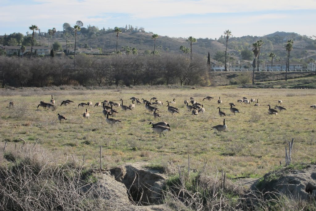 Geese in Bonsall by Coleus