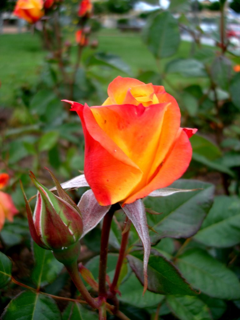 Rosa.Córdoba.(España) by Rakuga