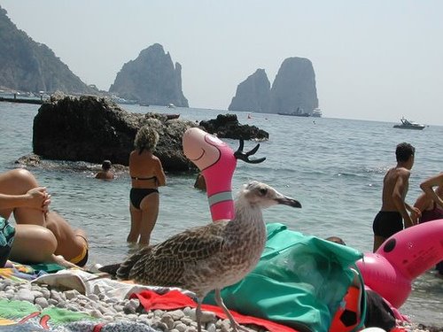 Faraglioni (and a seagull) from Marina Piccola - Island of Capri by Pierpaolo Petriccion…