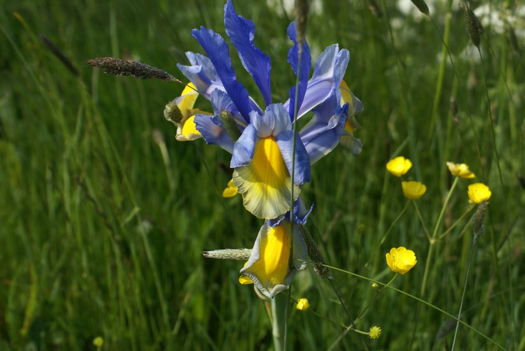 Bloemenpracht. by Johan Heida