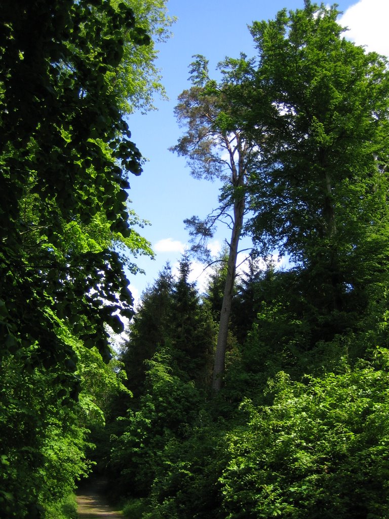 Skovsti ved Langesø by Anders R. Hansen