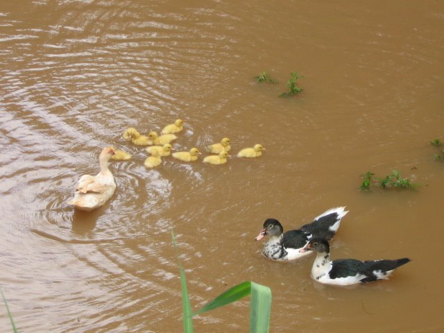 Caxu-Ducks by caiomendes