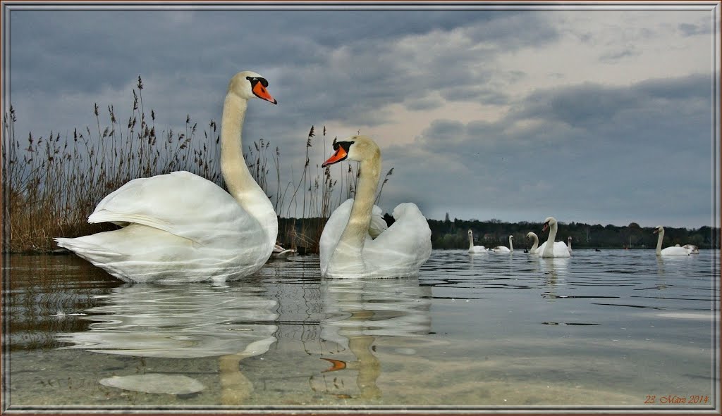 Schwäne in der Lieper Bucht by H. Hönow