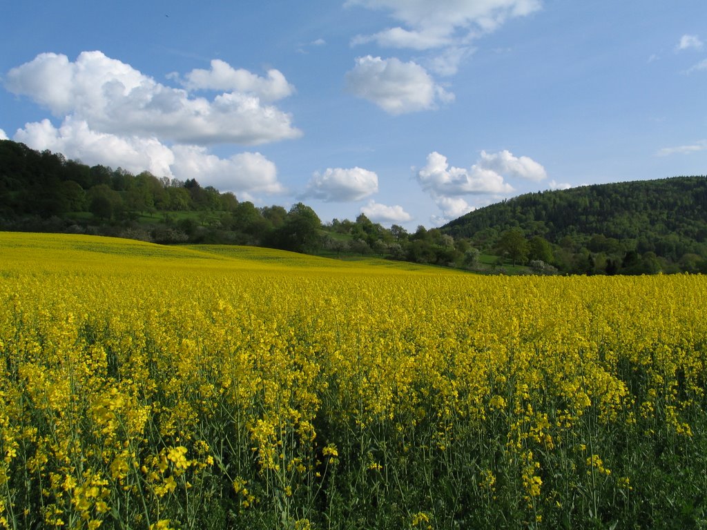 Rapsfeld by Achim80